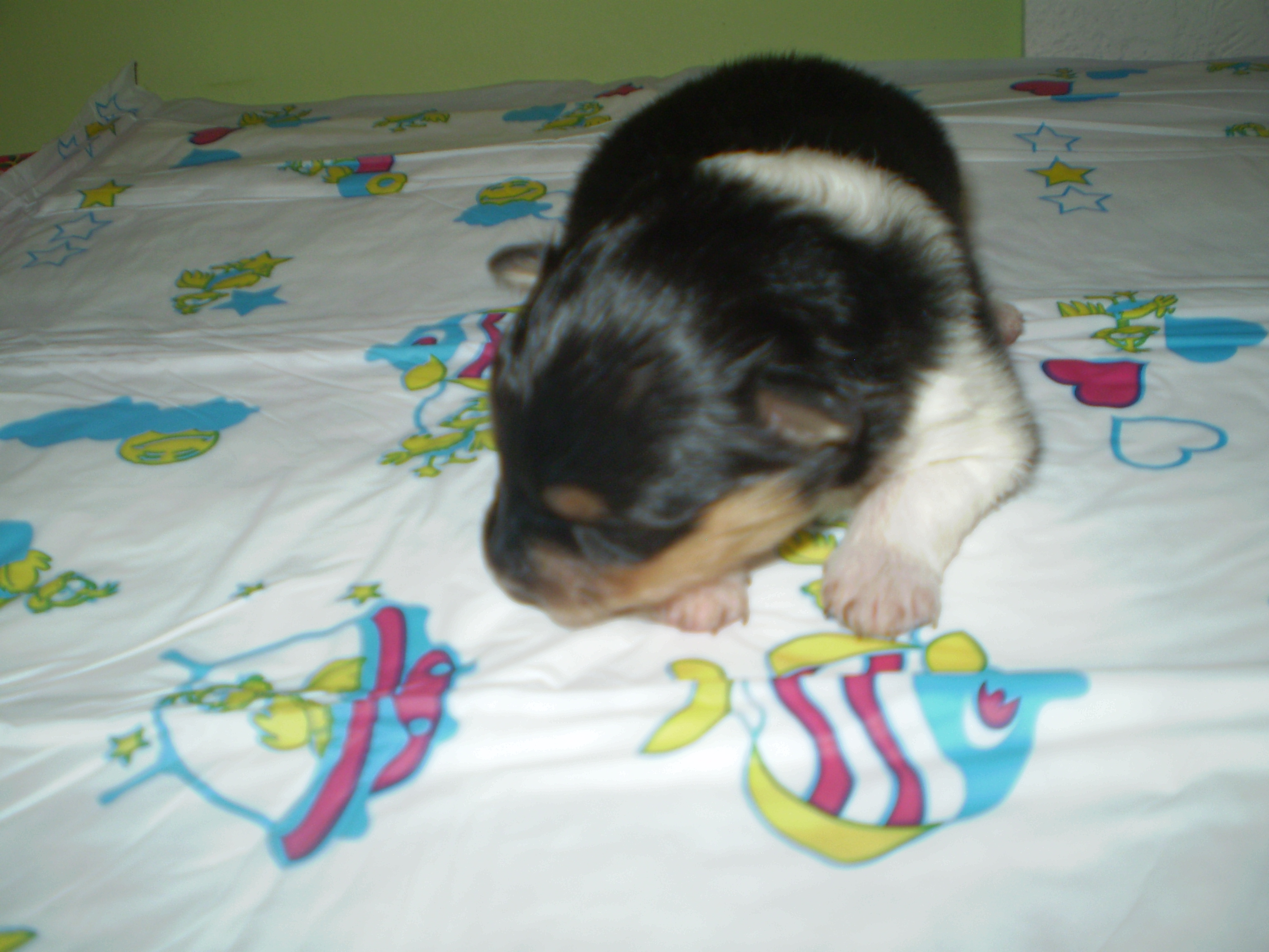 Anabell 
